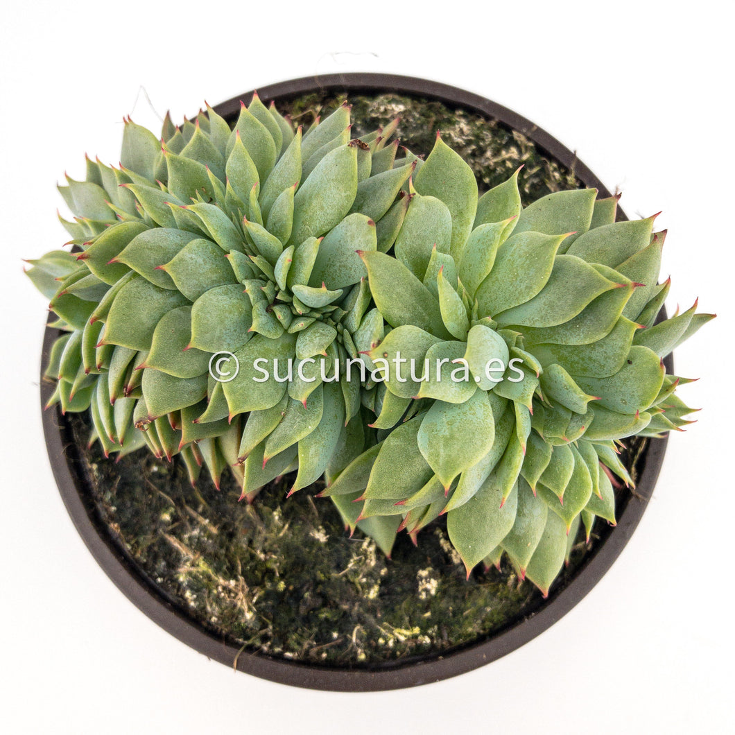 Echeveria Kirov Cristata - ø 10.5 cm - Sucunatura. Plantas crassulas como echeveria, kalanchoe, sedum, sempervivum, graptoveria y aeonium.