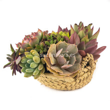 Load image into Gallery viewer, Kushe papai - Sucunatura. Plantas crassulas como echeveria, kalanchoe, sedum, sempervivum, graptoveria y aeonium.
