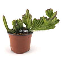 Cargar imagen en el visor de la galería, Euphorbia Láctea Cristata - ø 13 cm - Sucunatura. Plantas crassulas como echeveria, kalanchoe, sedum, sempervivum, graptoveria y aeonium.
