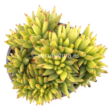 Load image into Gallery viewer, Echeveria Agavoides Corderoyi cristata- ø 13 cm - Sucunatura. Plantas crassulas como echeveria, kalanchoe, sedum, sempervivum, graptoveria y aeonium.
