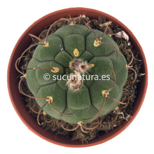 Cargar imagen en el visor de la galería, Matucana Madisoniorum - ø 8.5 cm - Sucunatura. Plantas crassulas como echeveria, kalanchoe, sedum, sempervivum, graptoveria y aeonium.
