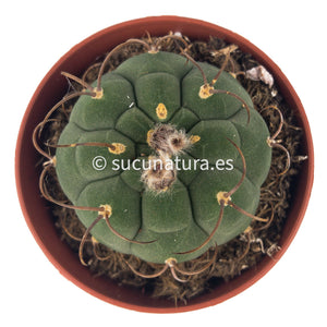 Matucana Madisoniorum - ø 8.5 cm - Sucunatura. Plantas crassulas como echeveria, kalanchoe, sedum, sempervivum, graptoveria y aeonium.