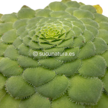 Cargar imagen en el visor de la galería, Aeonium Tabuliforme - ø 10.5 cm - Sucunatura. Plantas crassulas como echeveria, kalanchoe, sedum, sempervivum, graptoveria y aeonium.
