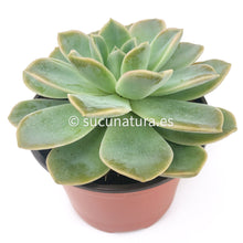 Cargar imagen en el visor de la galería, Echeveria Fantome - ø 10.5 cm - Sucunatura. Plantas crassulas como echeveria, kalanchoe, sedum, sempervivum, graptoveria y aeonium.
