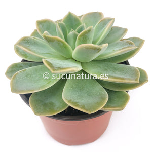 Echeveria Fantome - ø 10.5 cm - Sucunatura. Plantas crassulas como echeveria, kalanchoe, sedum, sempervivum, graptoveria y aeonium.