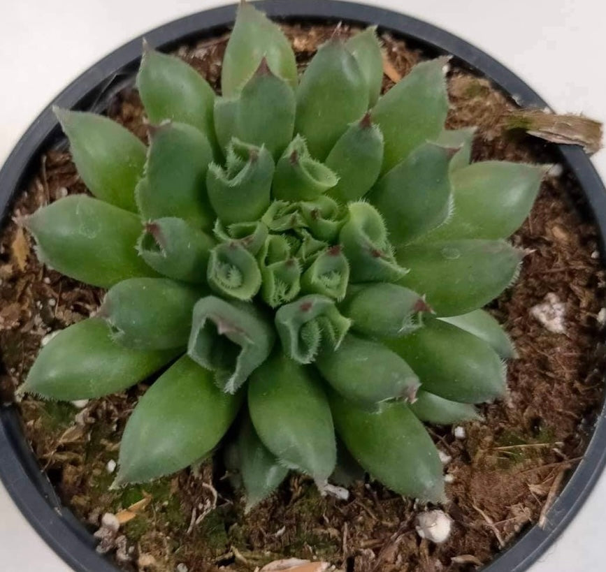 Sempervivum Tectorum Oddity - ø 10.5 cm - Sucunatura. Plantas crassulas como echeveria, kalanchoe, sedum, sempervivum, graptoveria y aeonium.