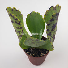 Load image into Gallery viewer, Kalanchoe marmorata- ø 5.5 cm - Sucunatura. Plantas crassulas como echeveria, kalanchoe, sedum, sempervivum, graptoveria y aeonium.
