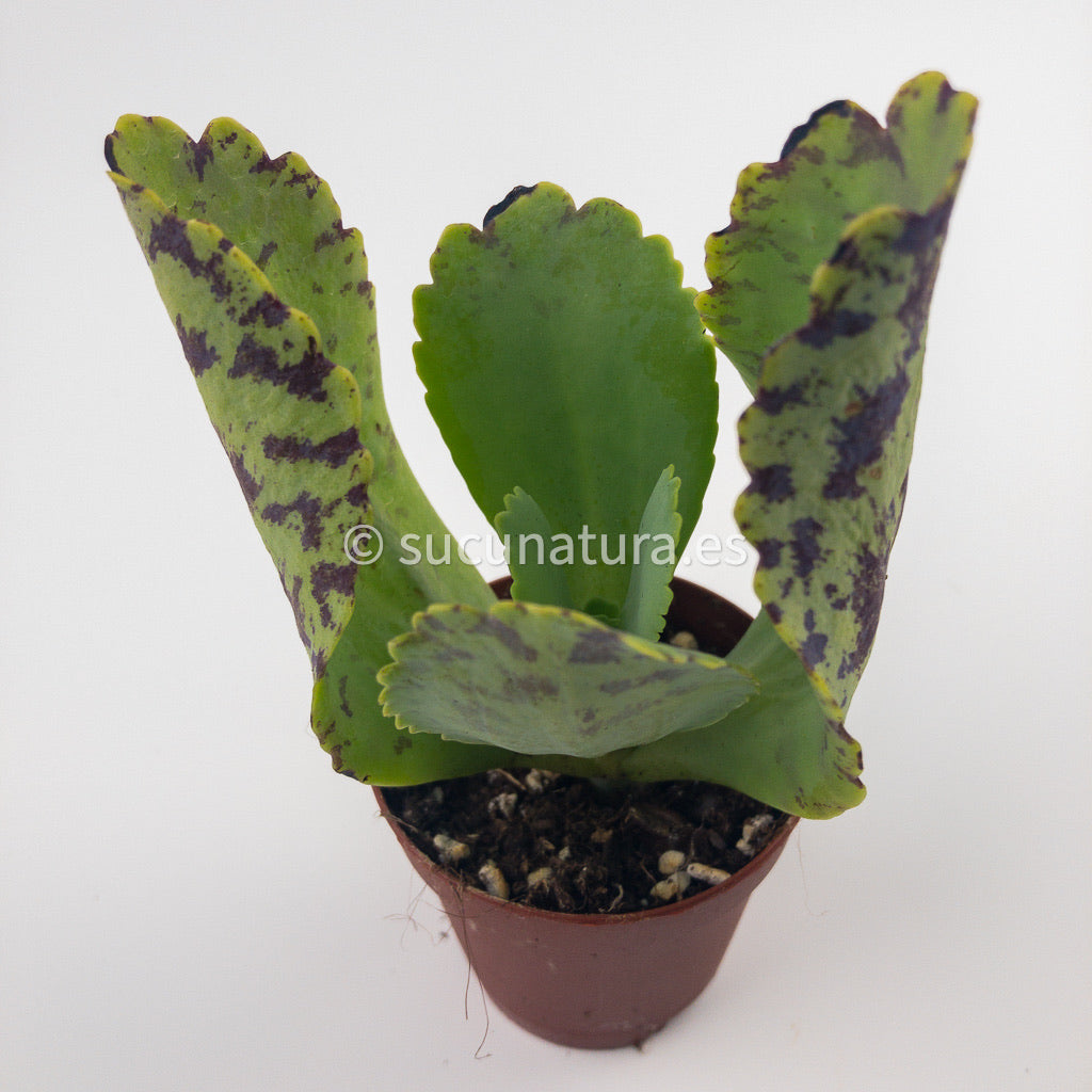 Kalanchoe marmorata- ø 5.5 cm - Sucunatura. Plantas crassulas como echeveria, kalanchoe, sedum, sempervivum, graptoveria y aeonium.