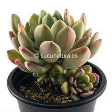 Load image into Gallery viewer, Pachyveria Scheideckeri x Pachyveria Clavifolia o (Jeweled Crown) - ø 10.5 cm - Sucunatura. Plantas crassulas como echeveria, kalanchoe, sedum, sempervivum, graptoveria y aeonium.
