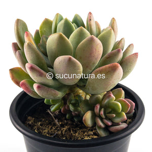 Pachyveria Scheideckeri x Pachyveria Clavifolia o (Jeweled Crown) - ø 10.5 cm - Sucunatura. Plantas crassulas como echeveria, kalanchoe, sedum, sempervivum, graptoveria y aeonium.