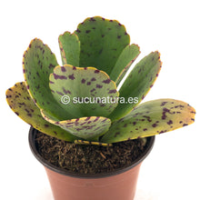 Load image into Gallery viewer, Kalanchoe marmorata - ø 10.5 cm - Sucunatura. Plantas crassulas como echeveria, kalanchoe, sedum, sempervivum, graptoveria y aeonium.
