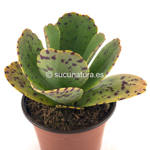 Kalanchoe marmorata - ø 10.5 cm - Sucunatura. Plantas crassulas como echeveria, kalanchoe, sedum, sempervivum, graptoveria y aeonium.