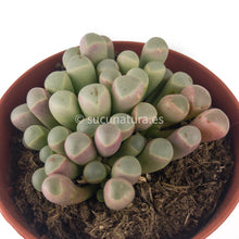 Load image into Gallery viewer, Fenestraria Rhopalophylla- ø 8.5 cm - Sucunatura. Plantas crassulas como echeveria, kalanchoe, sedum, sempervivum, graptoveria y aeonium.
