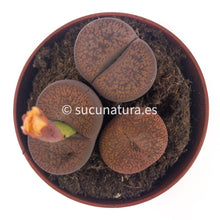 Load image into Gallery viewer, Lithops - ø 8.5 cm - Sucunatura. Plantas crassulas como echeveria, kalanchoe, sedum, sempervivum, graptoveria y aeonium.
