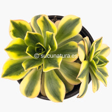 Cargar imagen en el visor de la galería, Aeonium Sunburst - ø 12 cm - Sucunatura. Plantas crassulas como echeveria, kalanchoe, sedum, sempervivum, graptoveria y aeonium.
