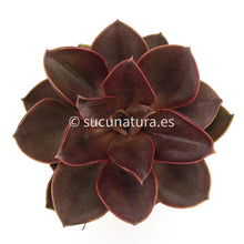 Cargar imagen en el visor de la galería, Echeveria Magic Red - ø 8.5 cm - Sucunatura. Plantas crassulas como echeveria, kalanchoe, sedum, sempervivum, graptoveria y aeonium.
