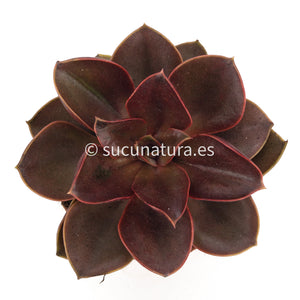 Echeveria Magic Red - ø 8.5 cm - Sucunatura. Plantas crassulas como echeveria, kalanchoe, sedum, sempervivum, graptoveria y aeonium.