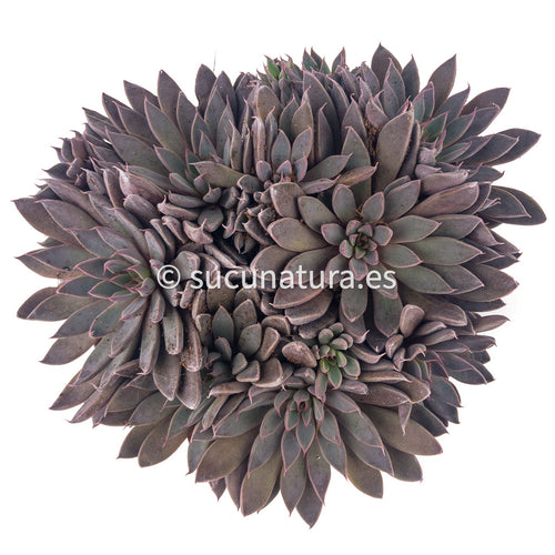 Graptopetalum Rusbyi - ø 8.5 cm - Sucunatura. Plantas crassulas como echeveria, kalanchoe, sedum, sempervivum, graptoveria y aeonium.