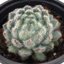 Cargar imagen en el visor de la galería, Echeveria Setosa diminuta blue - ø 10.5 cm - Sucunatura. Plantas crassulas como echeveria, kalanchoe, sedum, sempervivum, graptoveria y aeonium.
