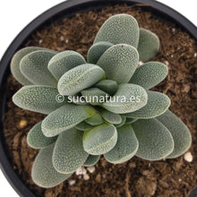 Load image into Gallery viewer, Crassula Tecta - ø 10.5 cm - Sucunatura. Plantas crassulas como echeveria, kalanchoe, sedum, sempervivum, graptoveria y aeonium.
