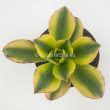 Load image into Gallery viewer, Aeonium Sunburst - ø 5.5 cm - Sucunatura. Plantas crassulas como echeveria, kalanchoe, sedum, sempervivum, graptoveria y aeonium.
