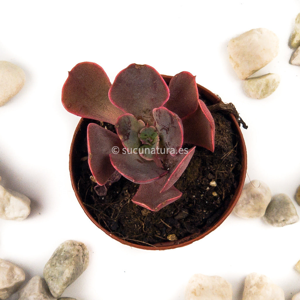 Echeveria red prince - ø 5.5 cm - Sucunatura. Plantas crassulas como echeveria, kalanchoe, sedum, sempervivum, graptoveria y aeonium.