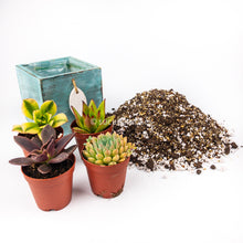 Load image into Gallery viewer, Kit Mediterran - Sucunatura. Plantas crassulas como echeveria, kalanchoe, sedum, sempervivum, graptoveria y aeonium.
