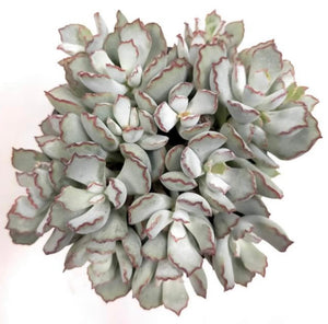 Cotyledon Choco Line (Papillaris) - ø 10.5 cm - Sucunatura. Plantas crassulas como echeveria, kalanchoe, sedum, sempervivum, graptoveria y aeonium.